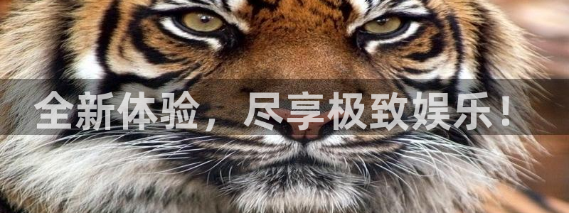 豪门国际网站：全新体验，尽享极致娱乐！